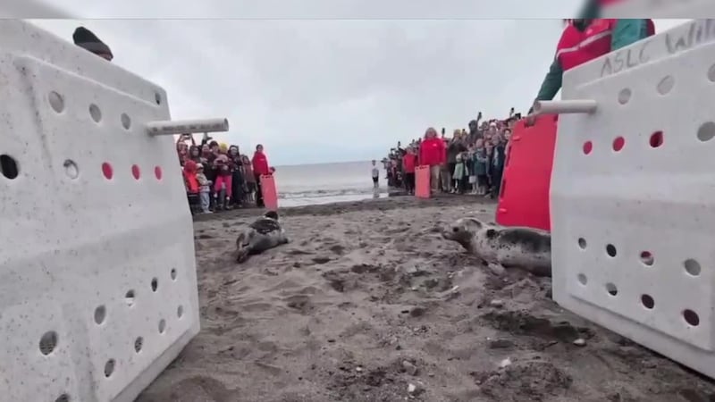 The Alaska SeaLife Center released its final two rehabilitated harbor seals of the season in...