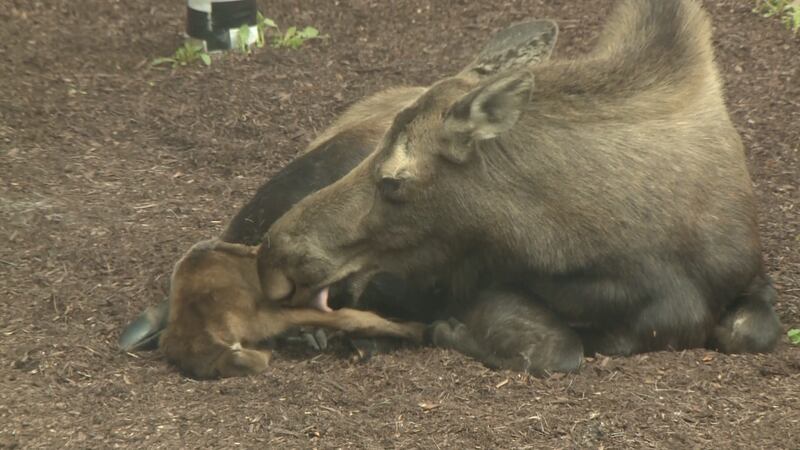 A moose and a calf continue to make the Providence Health Park in Anchorage their home,...