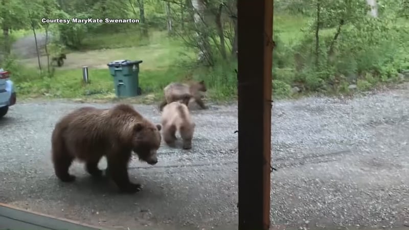 Fish and Game reports an increase in brown bear activity in Anchorage
