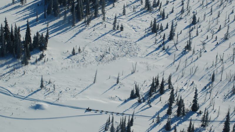 A musher travels in the Kaltag area of the Iditarod trail. (Tracy Sabo / KTUU)