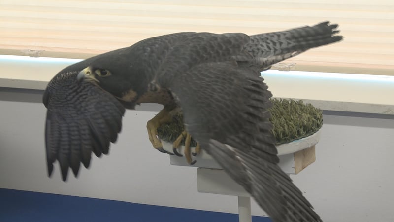 Bird Treatment and Learning Center (TLC) is preparing for Mt. Spurr’s potential eruption.