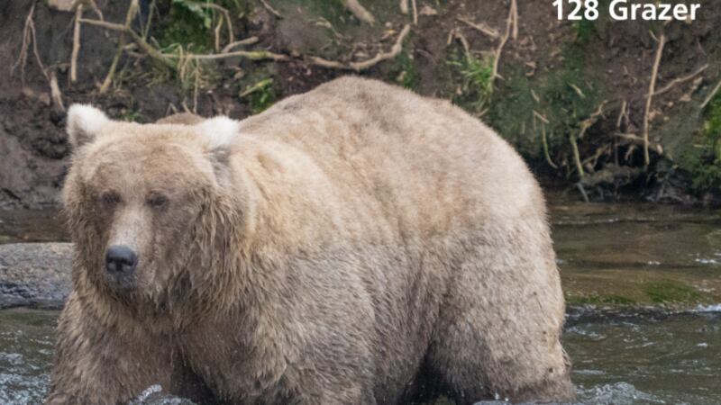 128 Grazer has been crowned the winner of the 2023 Fat Bear Week to join the “Hall of Chompions.”