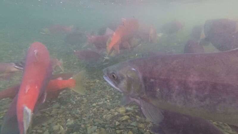 The Kenai river has had high waters this week after two glacier dammed lakes emptied out in...
