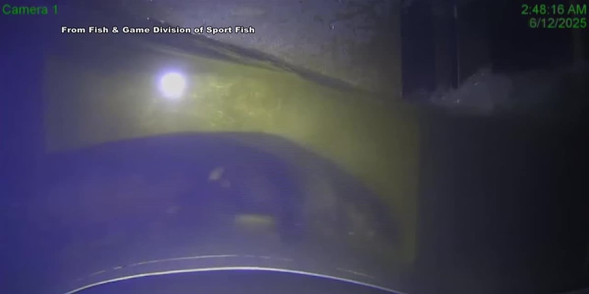 Captured on camera: An ‘otter-ly’ fantastic adventure through Alaskan waterways Captured on camera: An ‘otter-ly’ fantastic adventure through Alaskan waterways