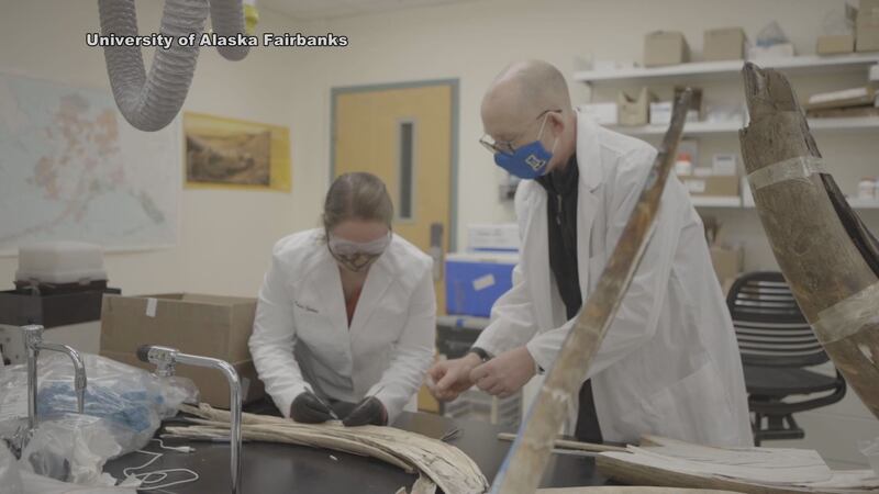 University of Alaska Fairbanks lab works to identify and date fossils found across Alaska.
