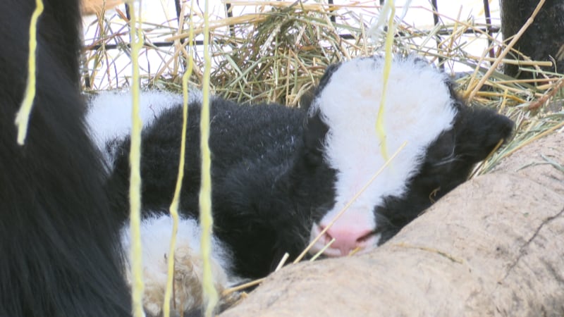 The Alaska Zoo’s newborn Tibetan Yak resting with its mother, Iris.