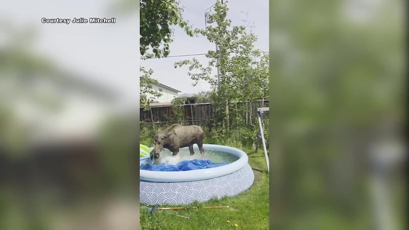 A backyard inflatable pool got some unexpected use when a moose decided to step in and take over.