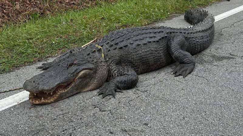 A 350-400 pound alligator was just hanging out in the middle of Old 30 Road outside of...