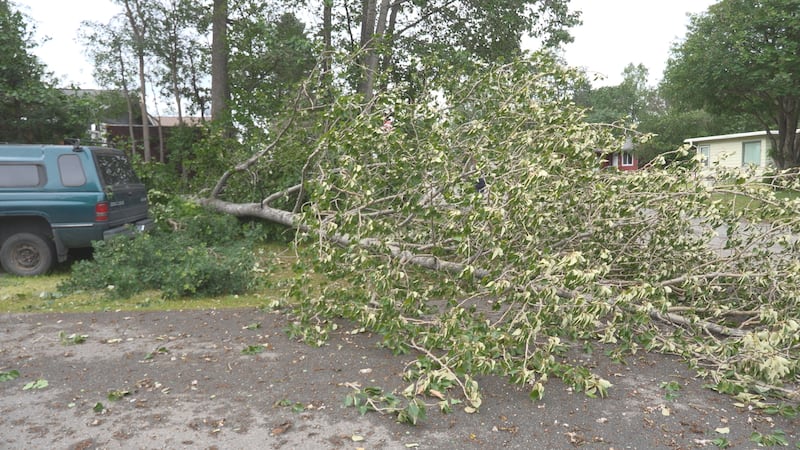 Strong winds downed a tree in a Sand Lake neighborhood