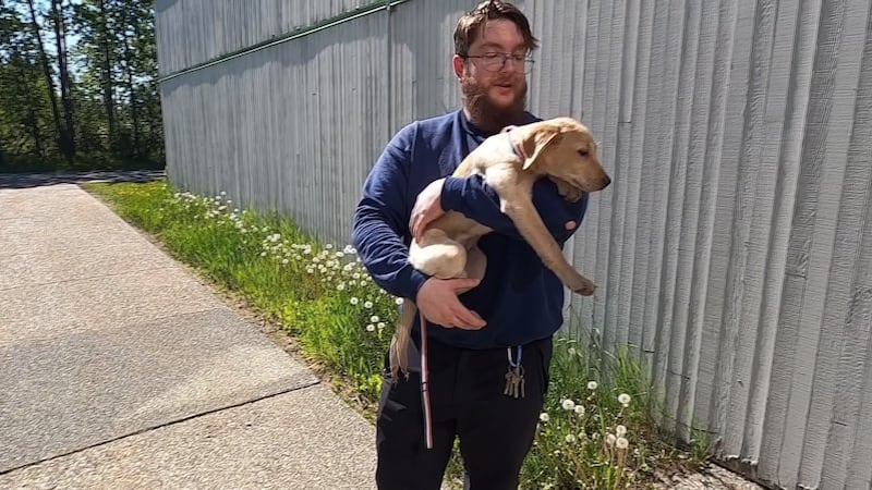 In one week, Anchorage Animal Care and Control (AACC) has seen 70 dogs and two birds adopted,...