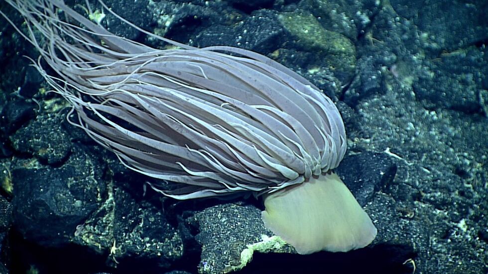 Relicanthus daphneae, the species that is believed to have left the golden orb