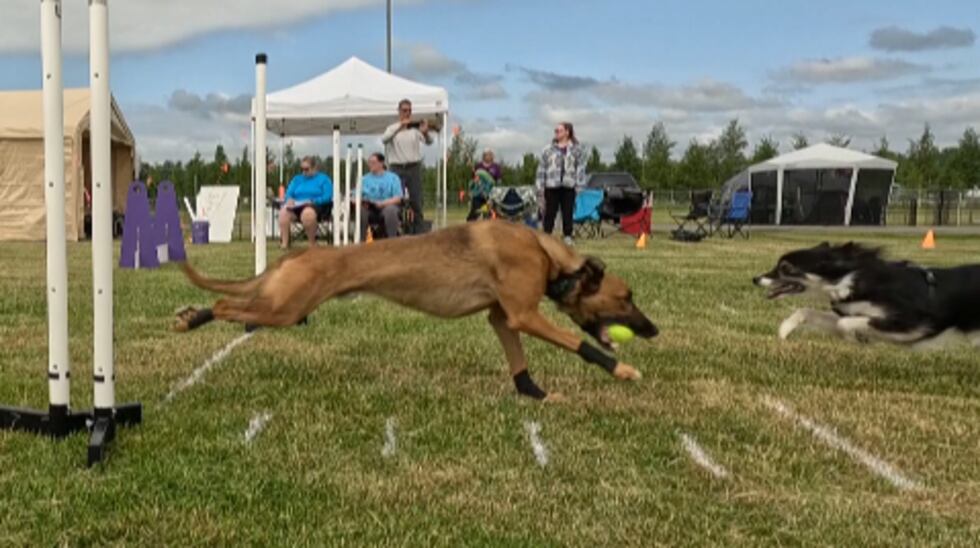 Four-legged athletes compete in the 2025 Alaska Dogs Gone Wild Summer Solstice flyball...