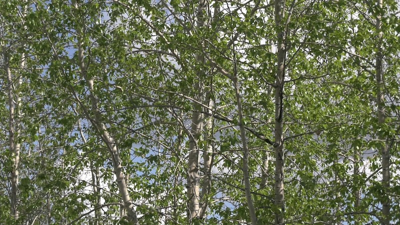 Birch Tree's, a predominant source of spring allergies in Alaska