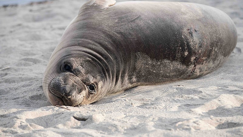 This photo provided by Gregory G Miller shows a stabbed seal pup on a beach in Neskowin, Ore.,...