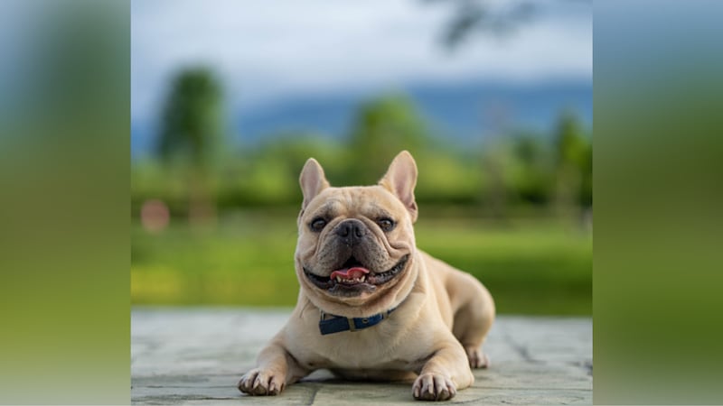 For the first time in three decades, the U.S. has a new favorite dog breed.