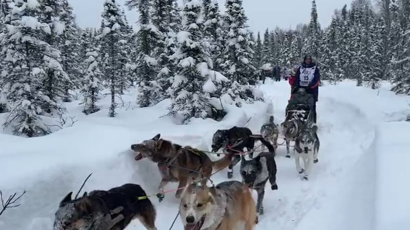 Every fiber of me wishes I could change it all': Veteran musher posts tribute to dog who died during Iditarod
