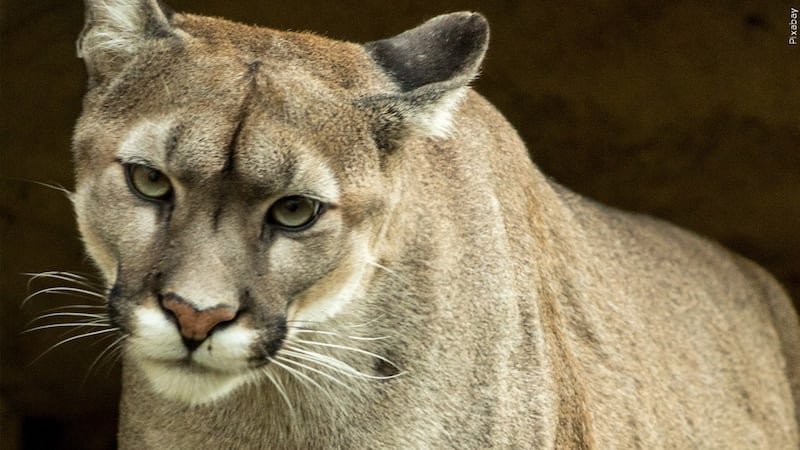 FILE - A mountain lion near an elementary school was killed by wildlife officials in California.