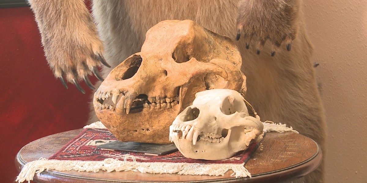Alaskan collector cosigns prehistoric bear skull to auction house Alaskan collector cosigns prehistoric bear skull to auction house
