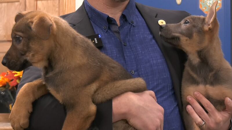 The puppies are expected to be available for adoption starting Saturday, November 8.