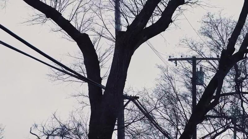 When trees come into conflict with power lines, there can be deadly consequences.