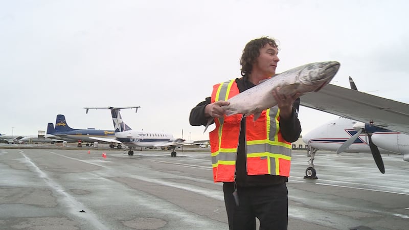 Copper River salmon arrives in Anchorage
