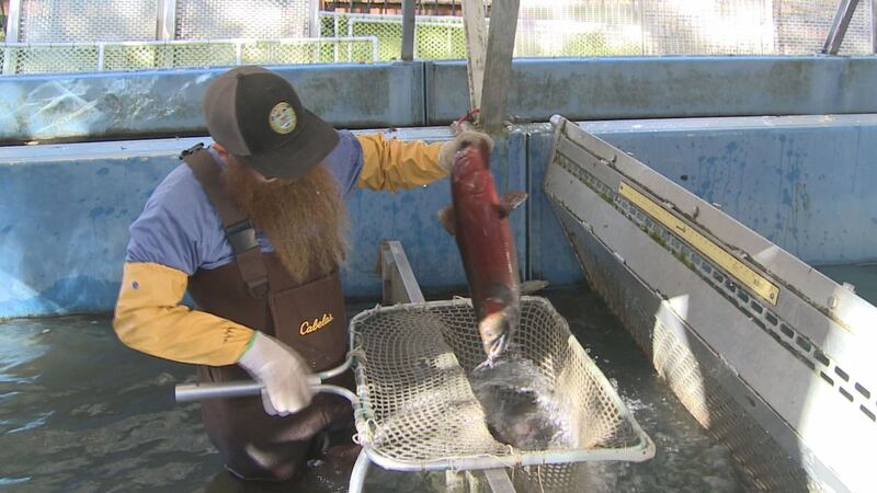 Returning Silver Salmon are counted every afternoon at Anchorage's William Jack Hernandez...