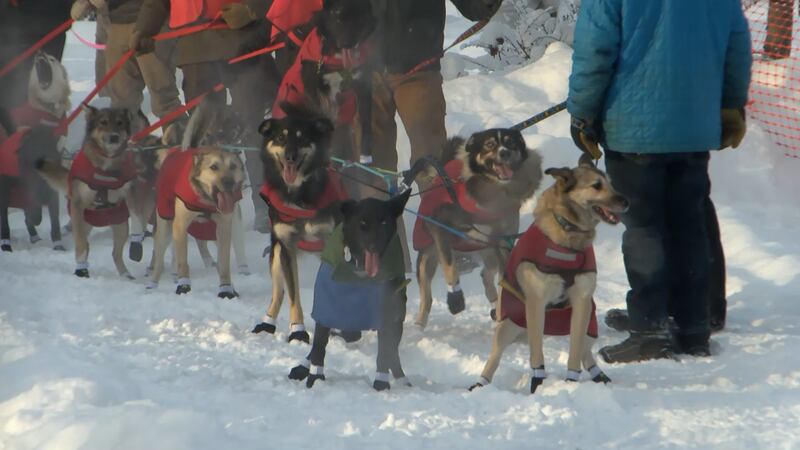 Dog Mushing in Alaska