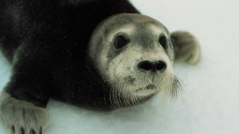 Bearded seal pup, Erignathus barbatus, NOAA