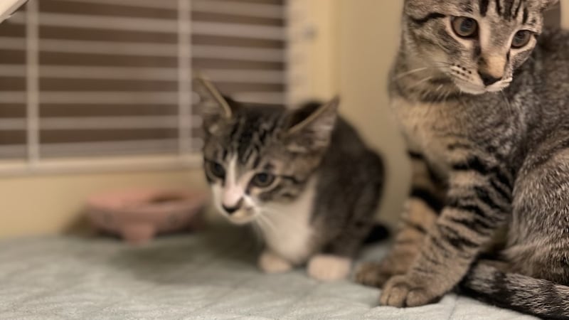 Cruella and Alice, two of the give kittens available for adoption.