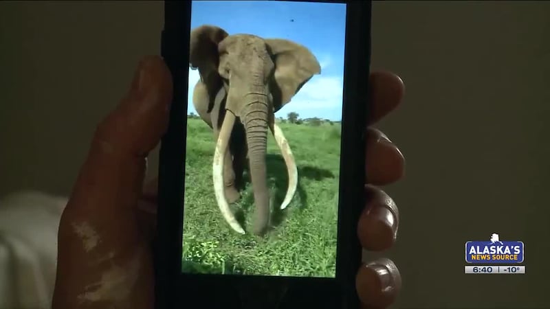 Alaskans dedicate their talents to helping save Africa's big tusker elephants