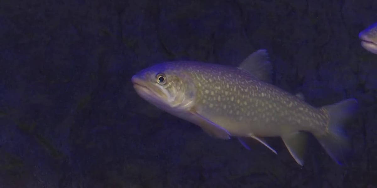 4 juta ikan, 200 danau: Pembibitan ikan Anchorage dibuka untuk wisata pekan ini