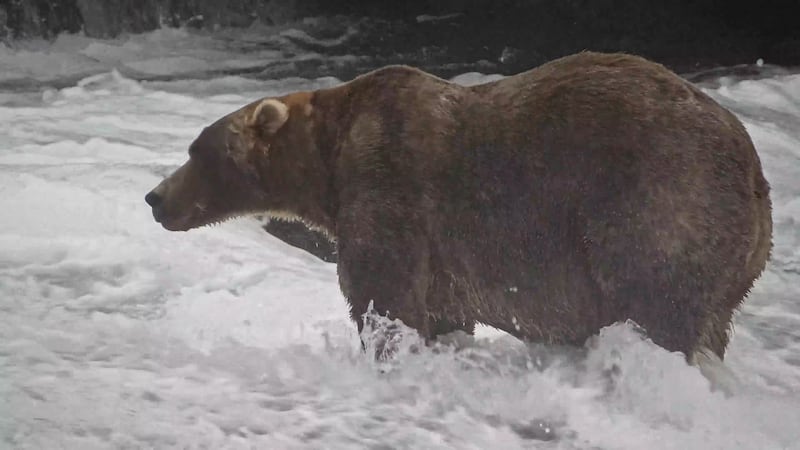 After a server-busting week at Katmai, the final came down to 5,091 votes