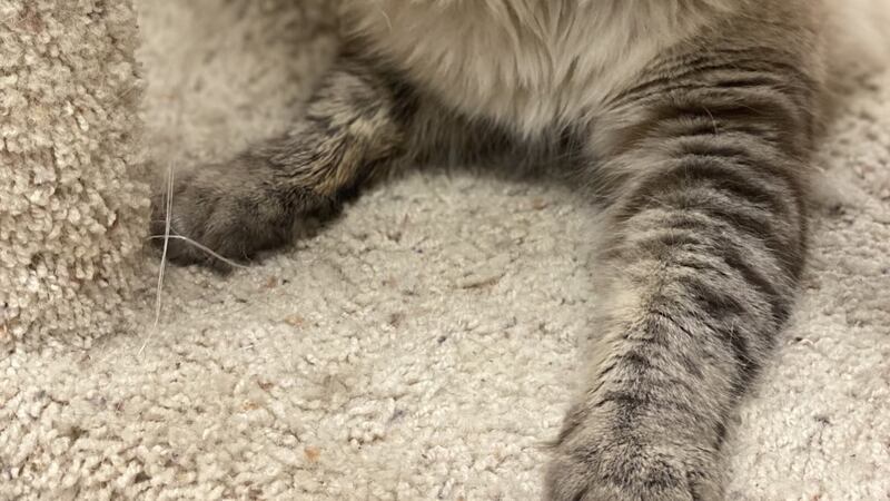 Pet project feature Charlie.