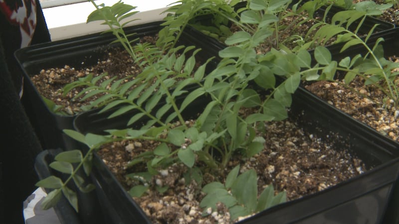 Jacob's Ladder being grown at the Campbell Creek Science Center.