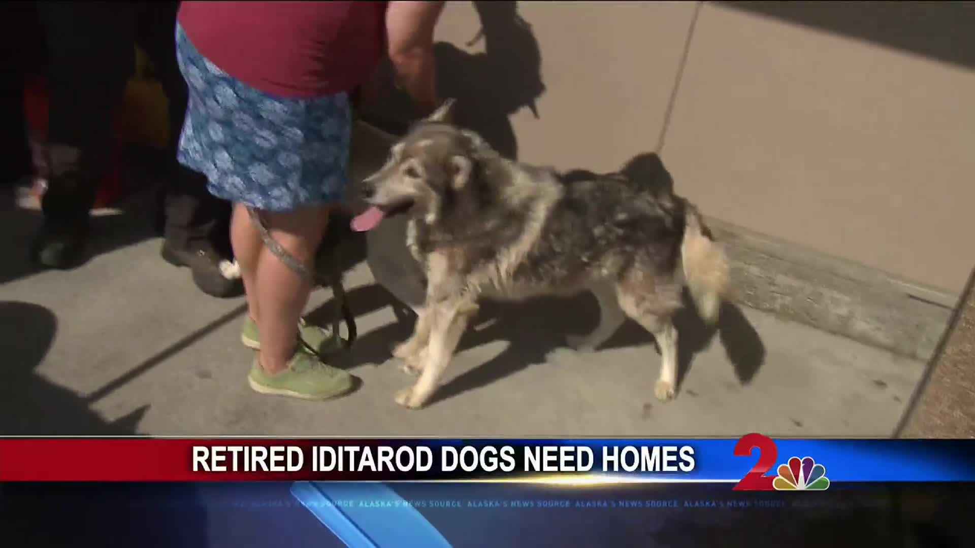 Adopt a retired Iditarod dog