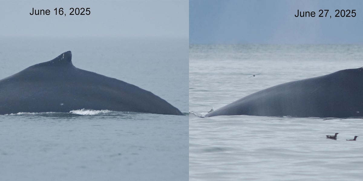 Humpback whale injured in Glacier Bay after suspected vessel strike