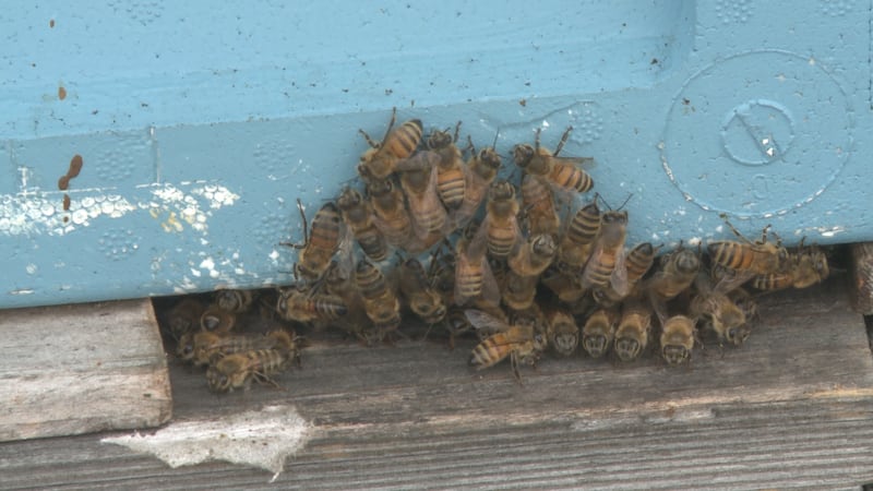 With the winter weather quickly approaching, Anchorage hobbyist beekeeper Tim Huffman has been...