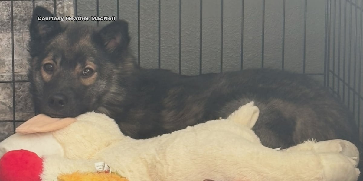 Video of shy dog who won’t leave his kennel goes viral