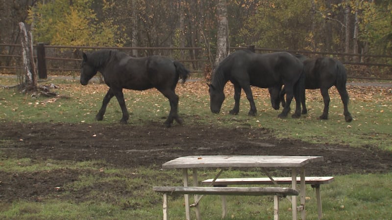 Three Black Percheron Draft Horses