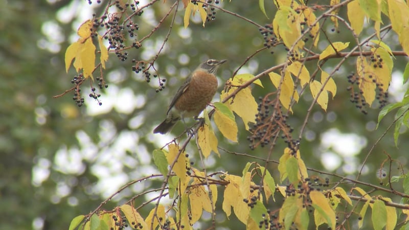 A recent study says window strikes kill more than a billion birds a year in the U.S.