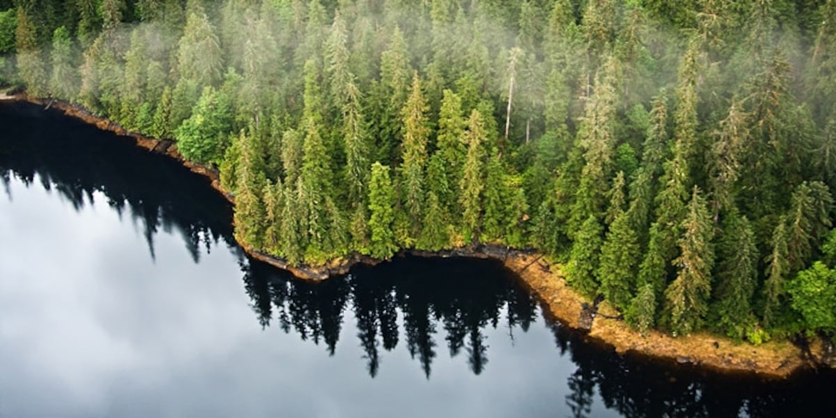 If a tree falls in the forest and no one is around, does it make a buck? If a tree falls in the forest and no one is around, does it make a buck?