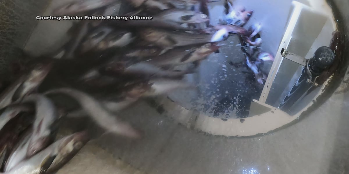 Study shows impact Alaska Pollock Fishery has on economy Study shows impact Alaska Pollock Fishery has on economy