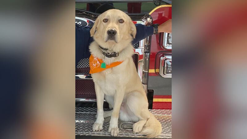 Riggs, a fire station dog, was hit and killed by a car, according to the Midlothian Fire...