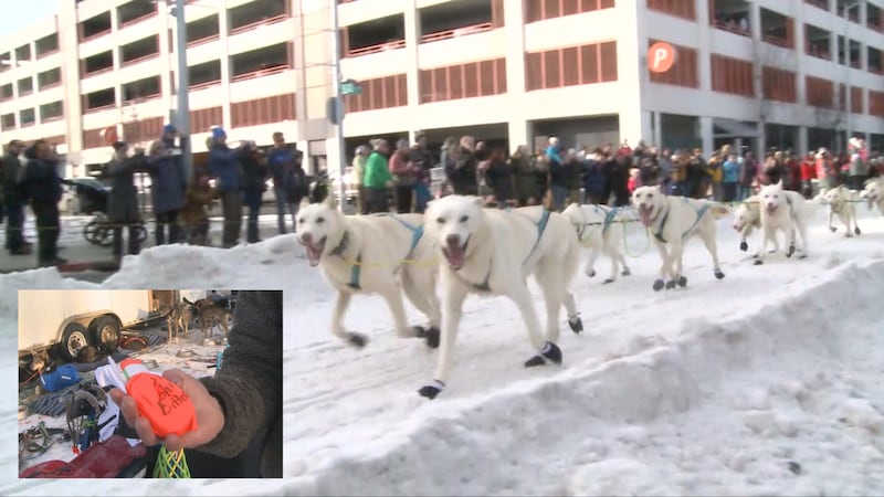 Members of the Northern Whites Kennel run through downtown Anchorage for the ceremonial start...
