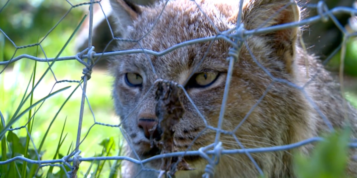 Locations of 36 animals seized from Haines wildlife center released by Fish and Game
