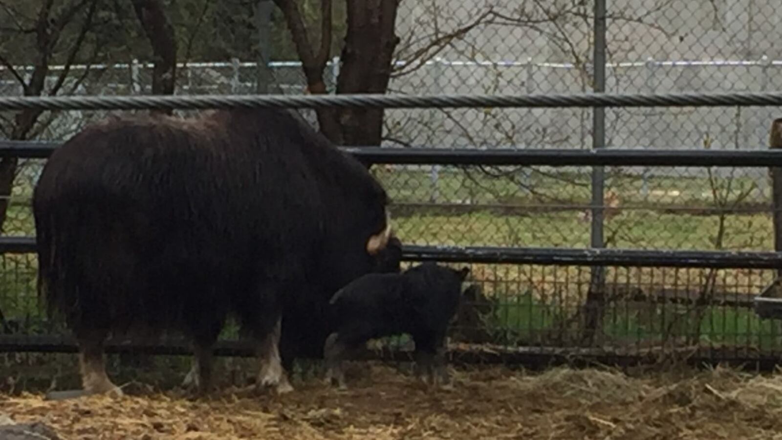 Ox Born Baby musk ox born in time for Mother's Day at The Alaska Zoo