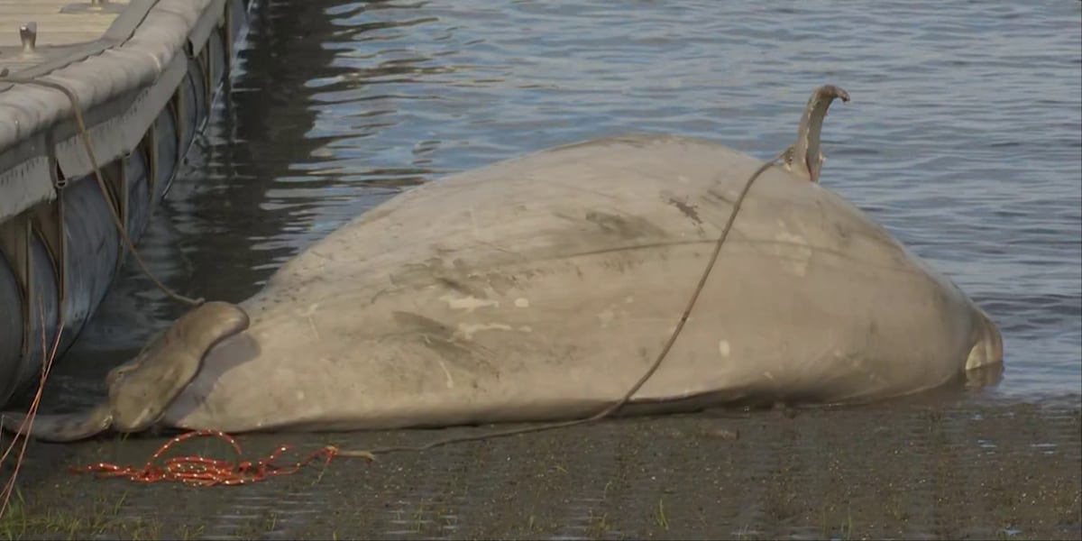 Photo: alaskasnewssource.com 2 Beluga Whales Found Dead in Cook Inlet Near Anchorage