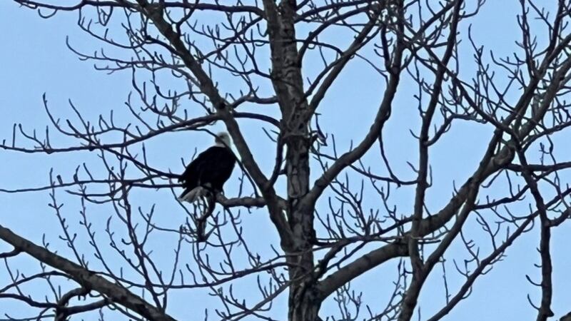 Dan Cazac said he often saw the eagles in its nest while he walked his dogs in his Sand Lake...