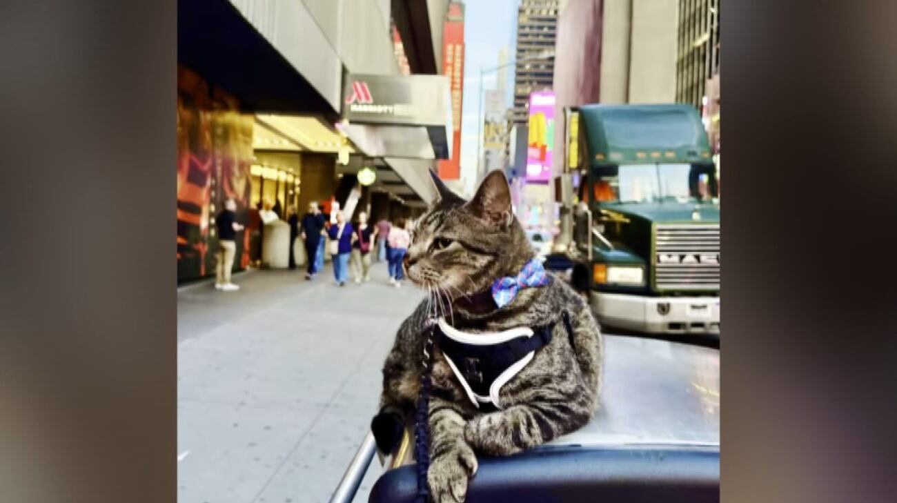 Family’s cat joins their vacation after riding 100 miles on van’s roof