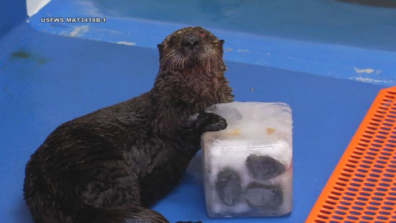Phantom the otter holds an ice block full of clams at the Alaska SeaLife Center.